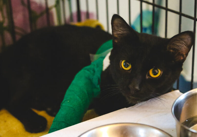 The 3-3-3 Rule of Adoption