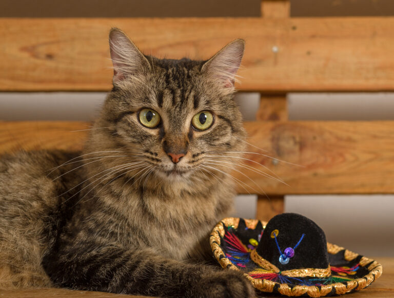 What to Do If Your Cat Is Scared of You