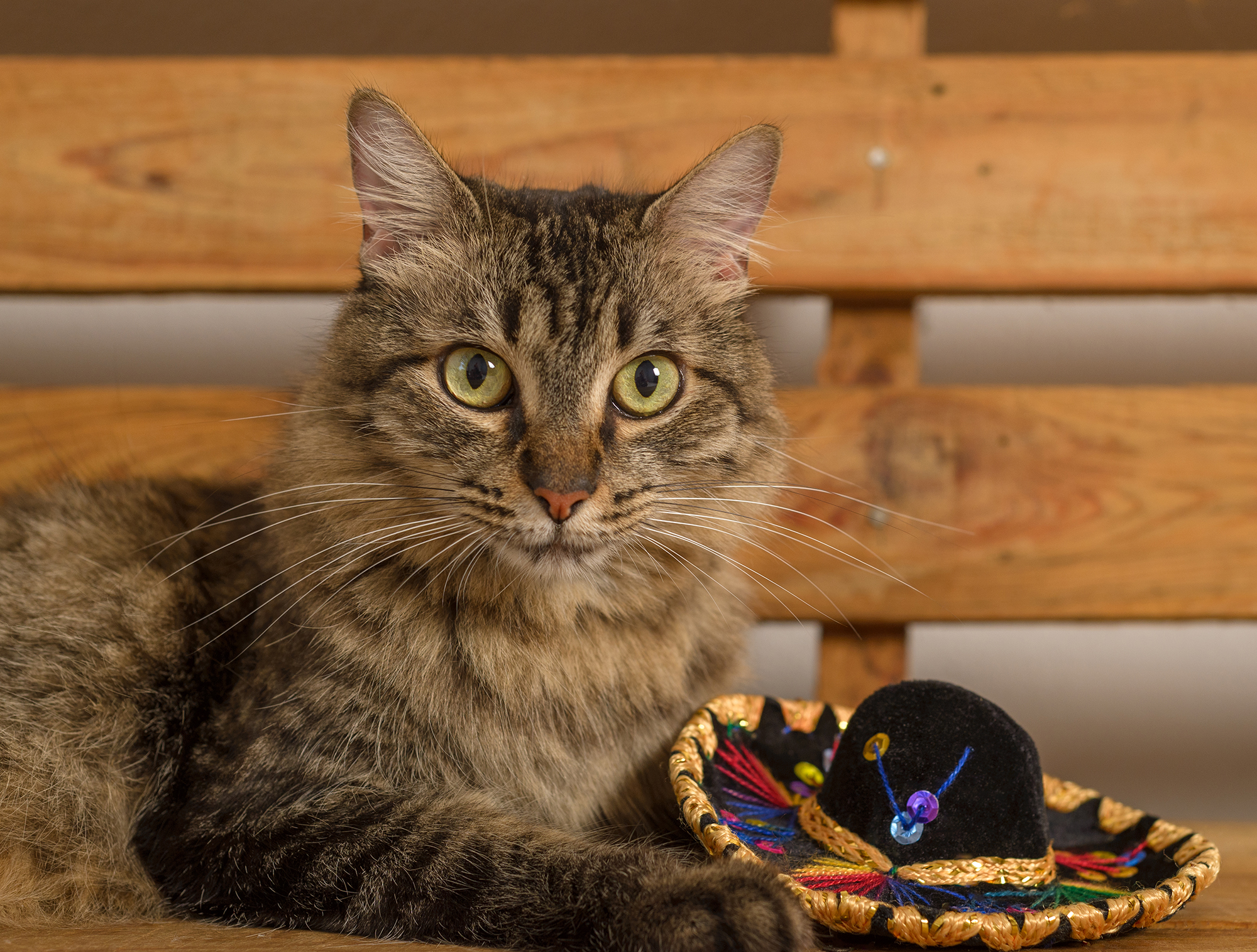 What to Do If Your Cat Is Scared of You