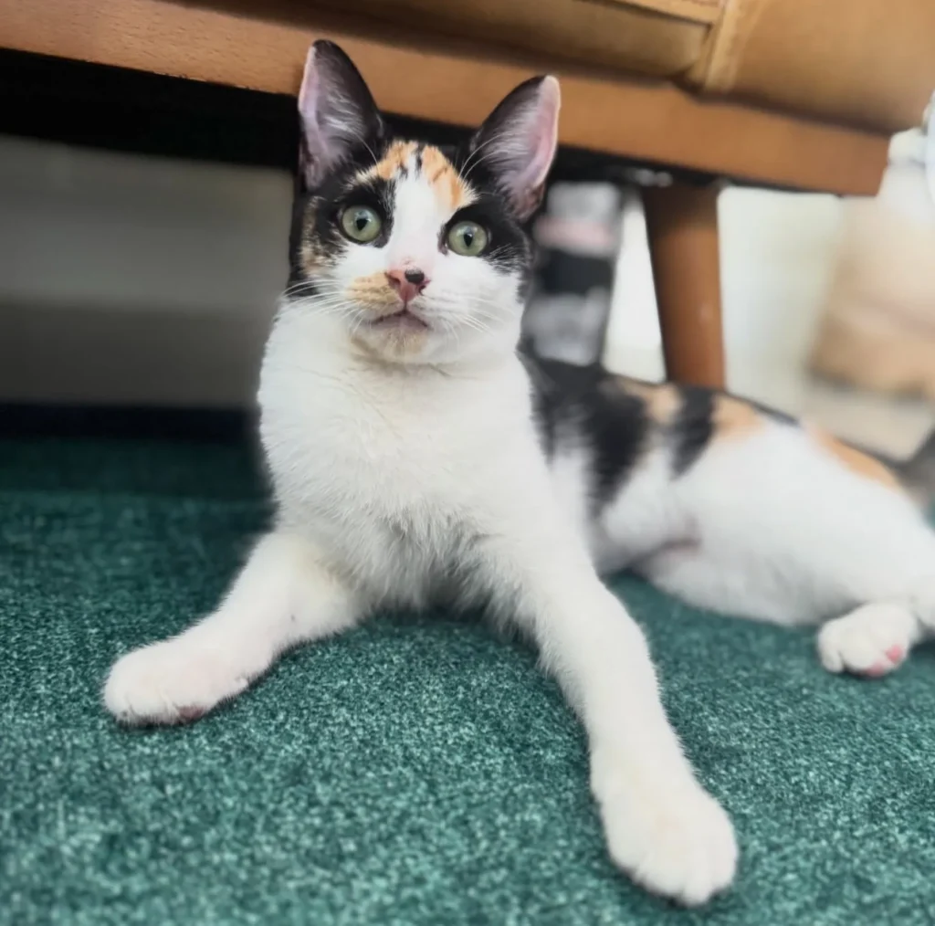 calico kitten lying on green carpet under table looking directly at camera with wide eyes