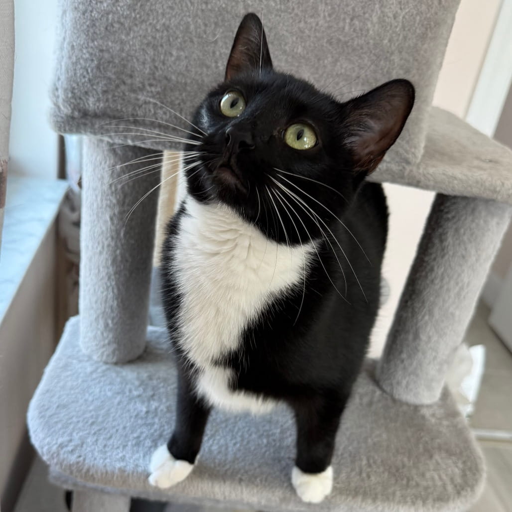 Do You Need Experience to Foster Kittens?