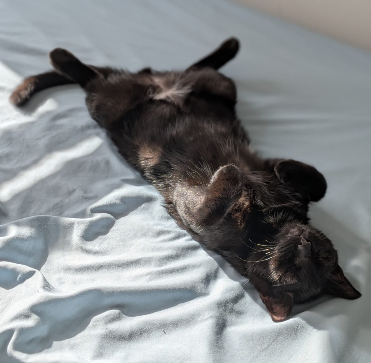 Can You Foster Kittens If You Already Have Pets?