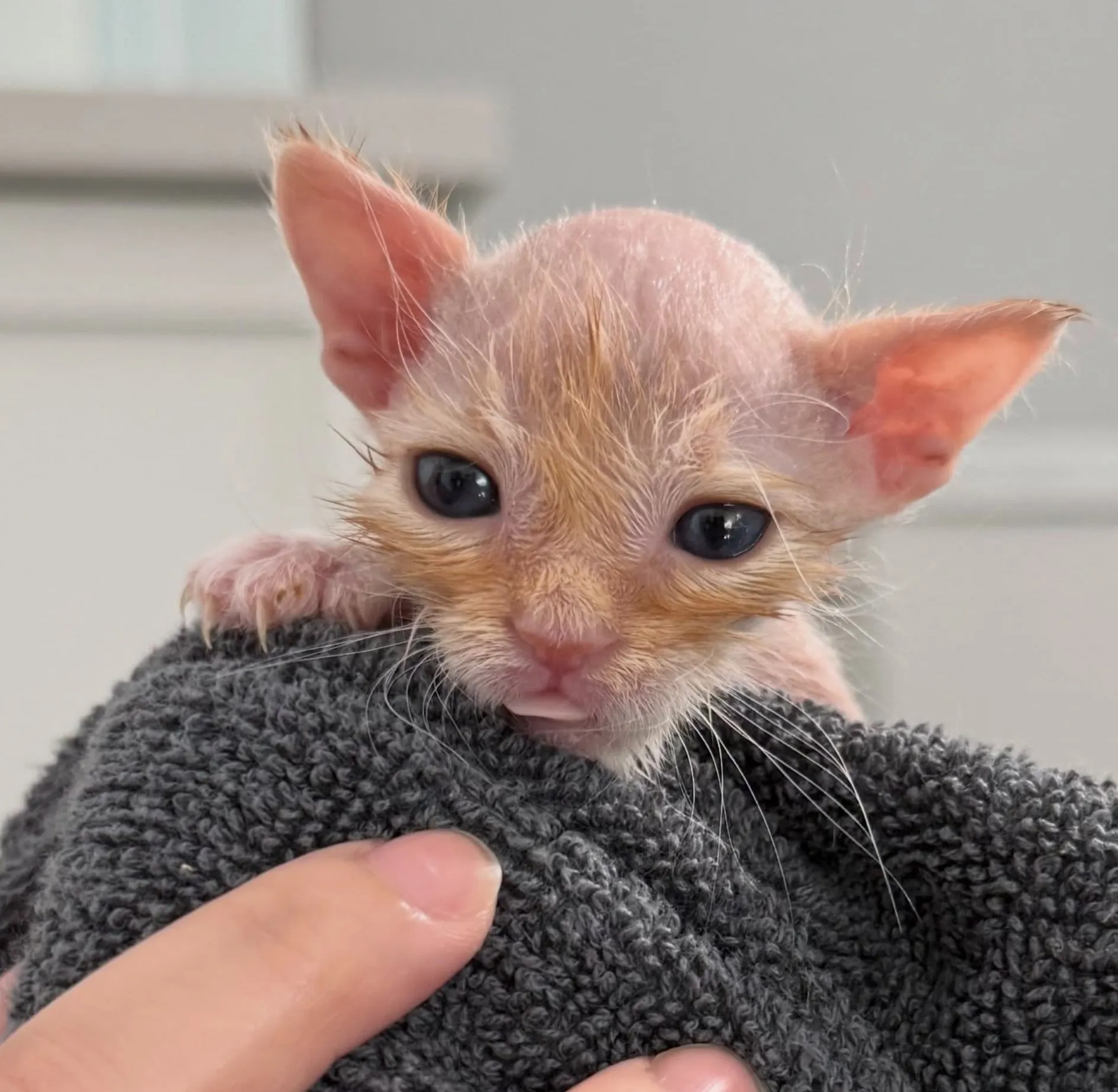 How Do Rescues Care for Neonatal Kittens?