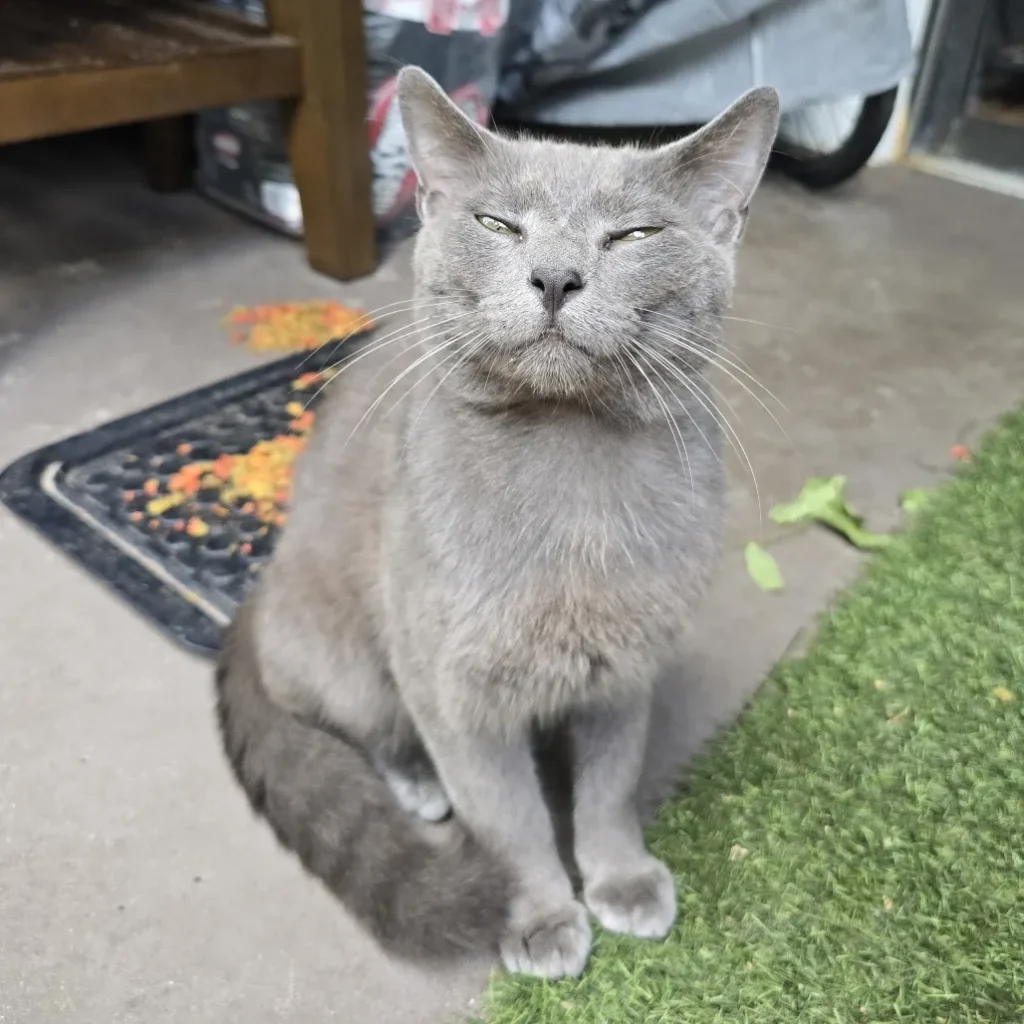 gray adult cat sitting outdoors with eyes half closed looking calm