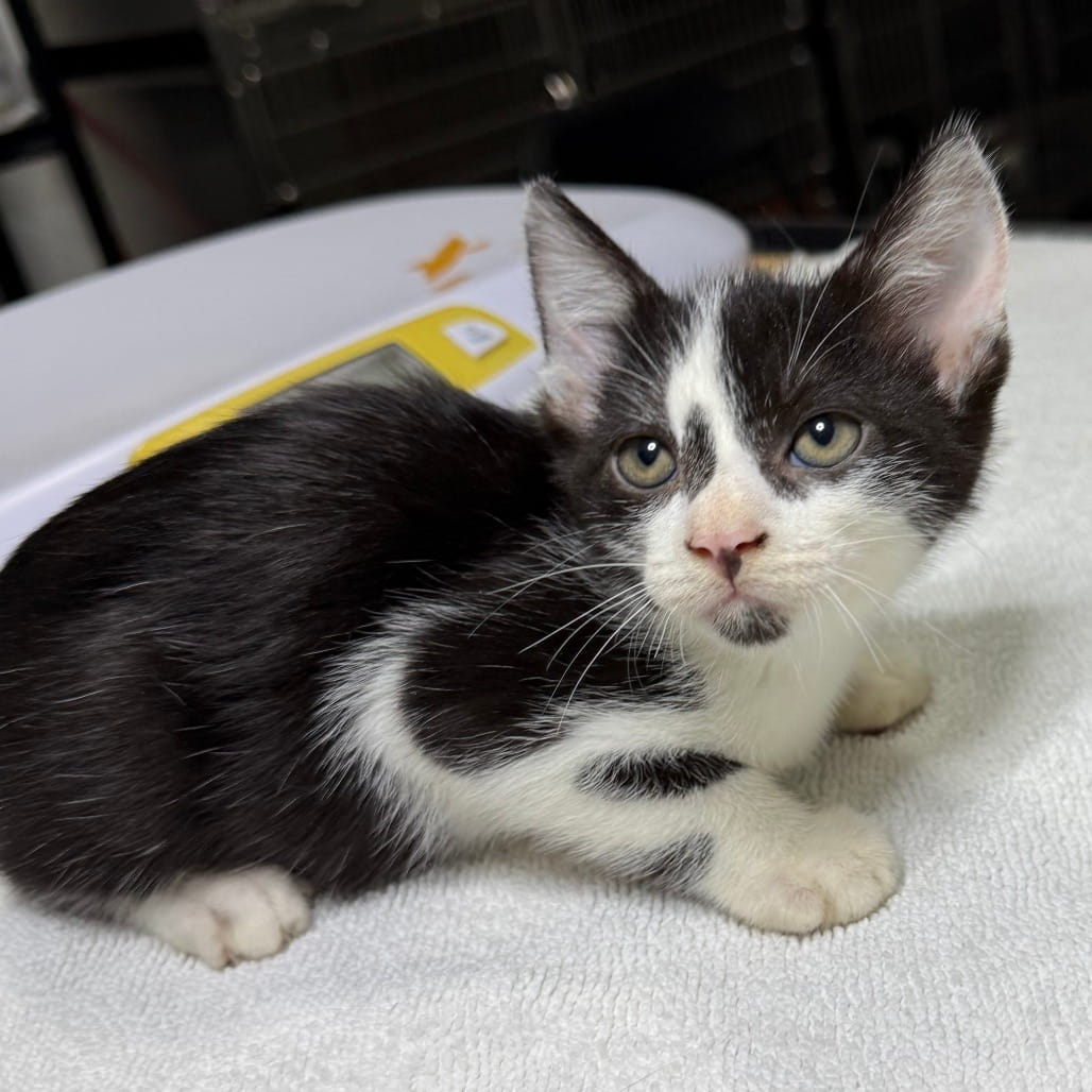 How Much Time Does Volunteering With a Cat Rescue Take?