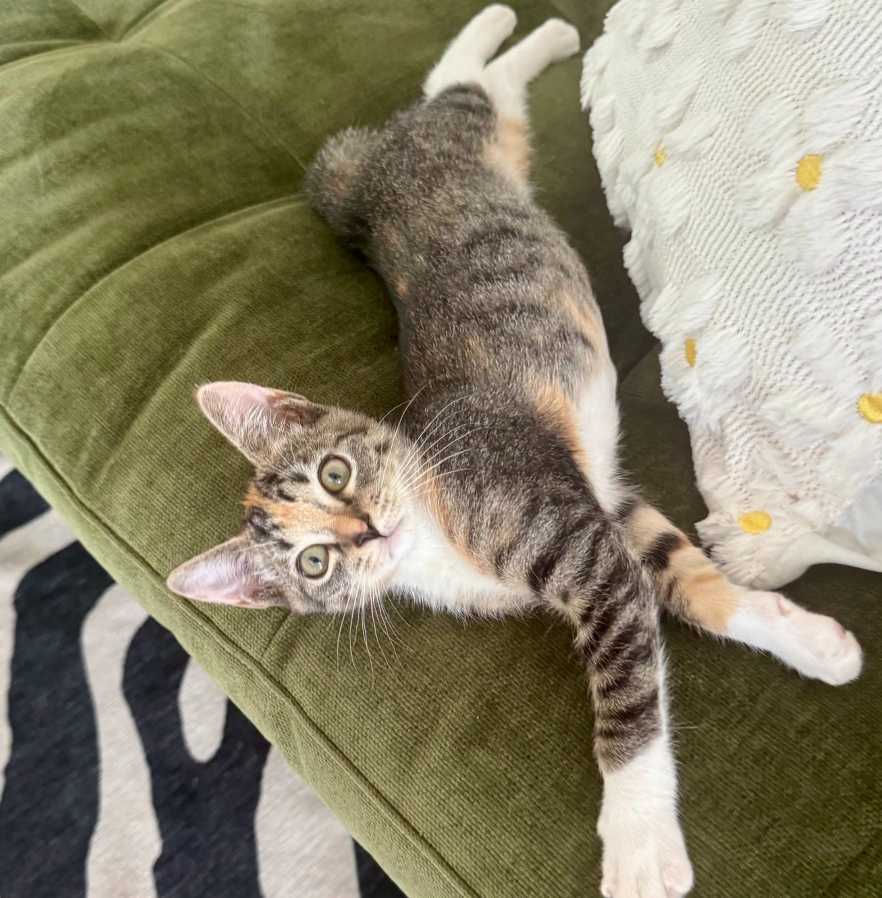 Can You Foster Just One Kitten or Do You Need Multiple?