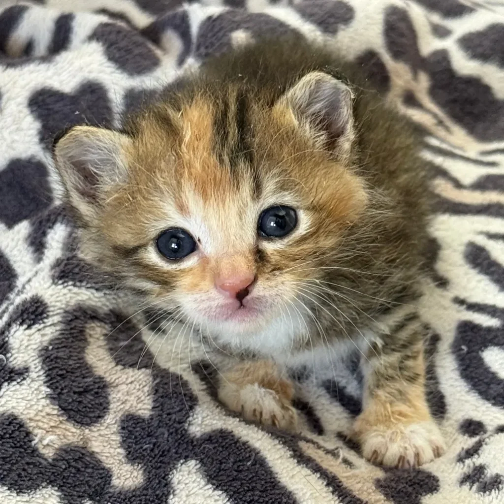 young tabby calico kitten resting on patterned blanket looking calm with bright eyes
