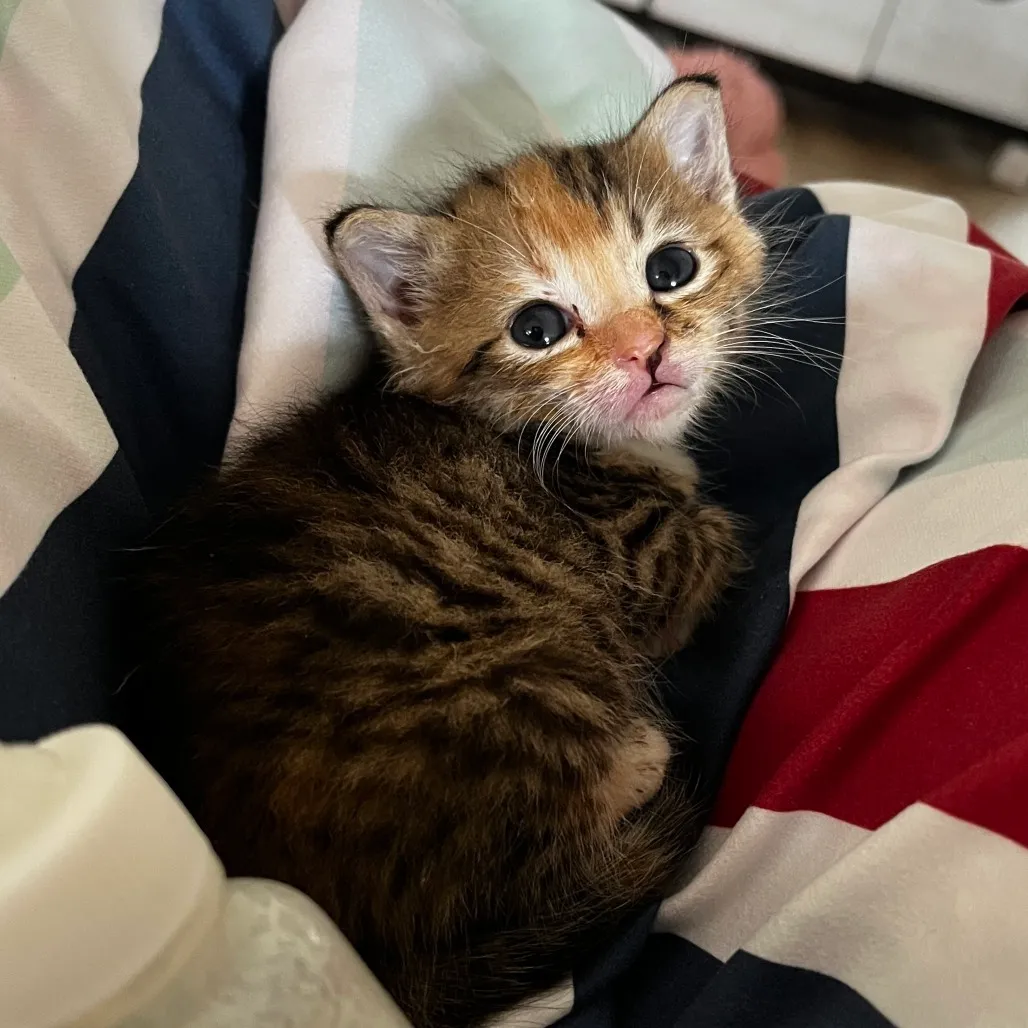6 Things People Realize After Adopting a Rescue Cat