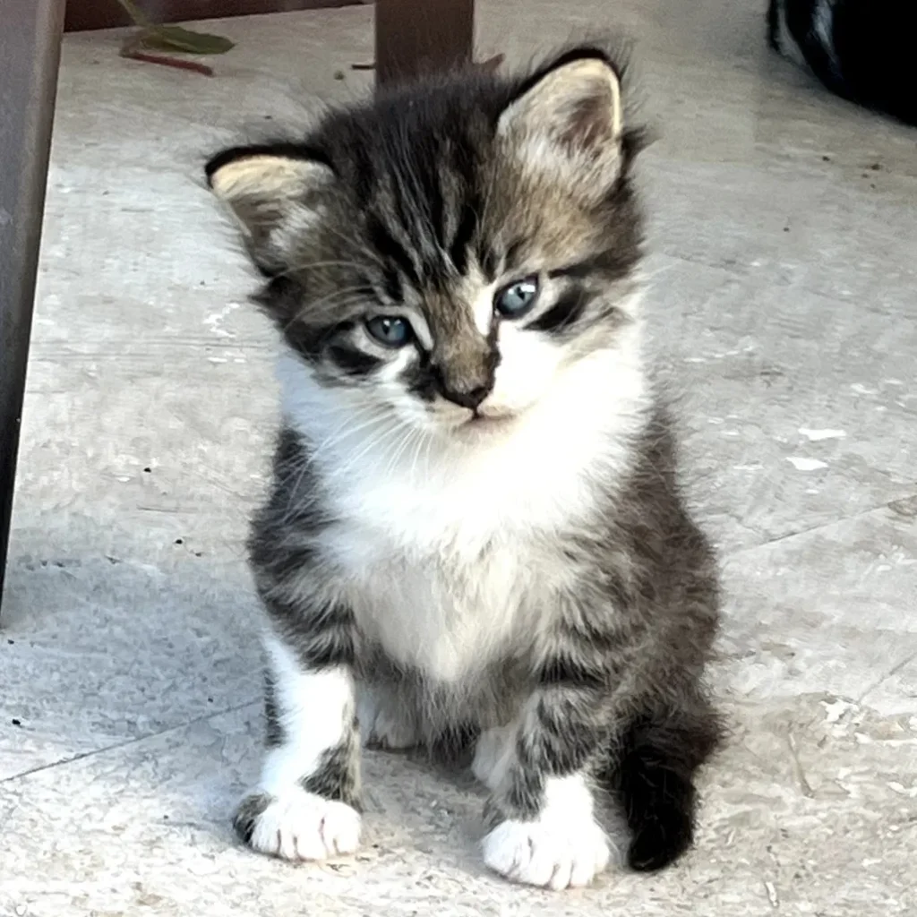 tabby and white kitten sitting on floor with head tilted and curious expression
