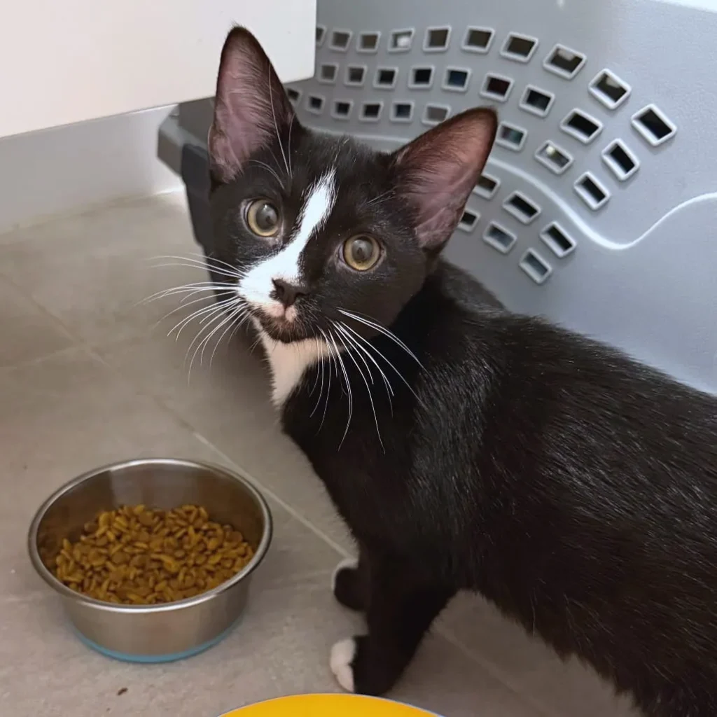 tuxedo kitten standing next to food bowl indoors looking at camera