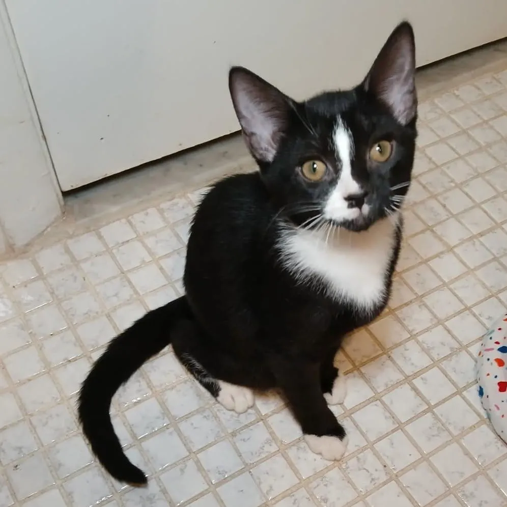 tuxedo kitten sitting on tiled floor indoors looking up at camera