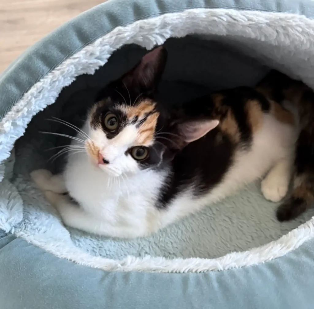 calico kitten resting inside cozy pet bed looking up at camera