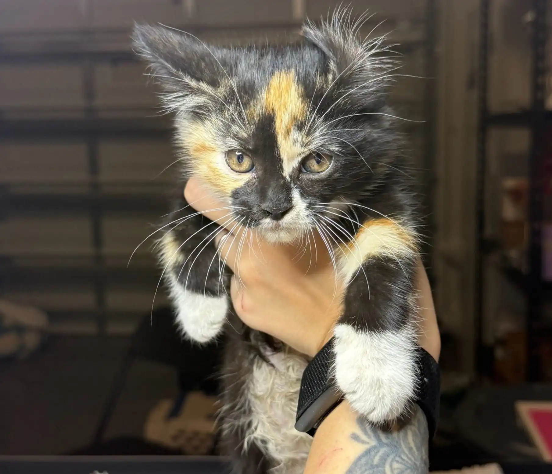 How Much Does It Cost to Adopt a Cat in Broward County?