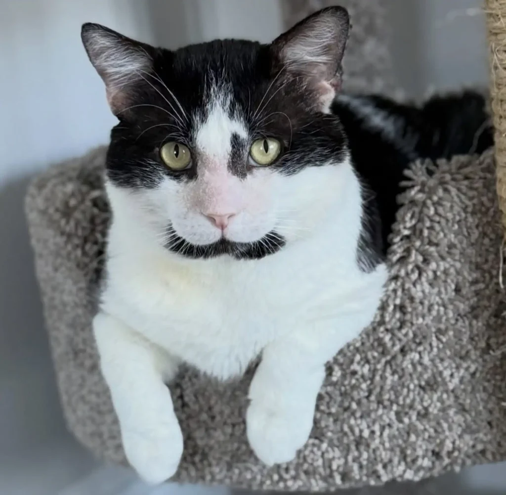 black and white tuxedo cat resting on cat tree looking directly at camera