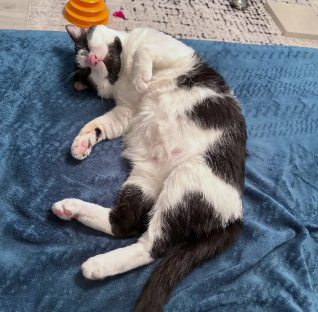 tuxedo cat lying on blue blanket belly up relaxing comfortably