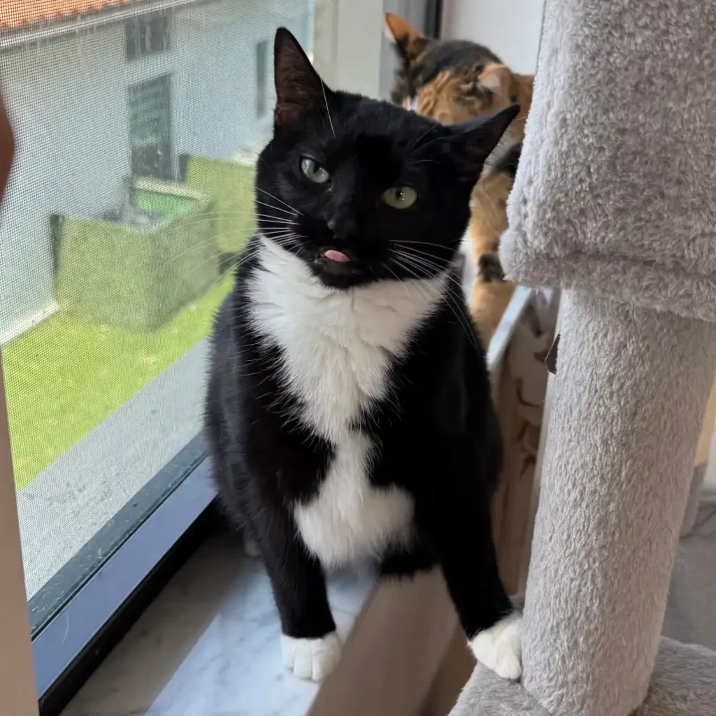 tuxedo cat standing by window with tongue slightly out looking playful
