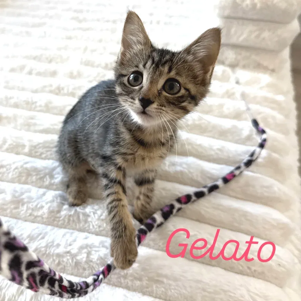 6 Behind-the-Scenes Ways Volunteers Support Cat Rescues