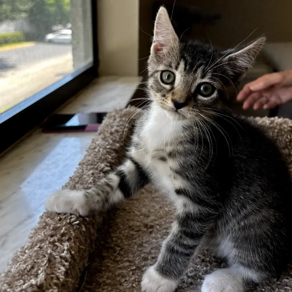 Brown tabby domestic shorthair kitten sitting on a cat tree and looking at the camera