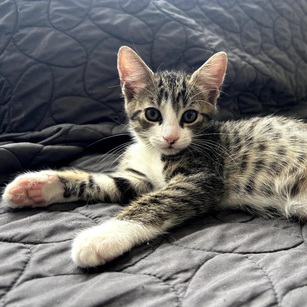 5 Ways Fostering Kittens Changes How You See Animal Rescue