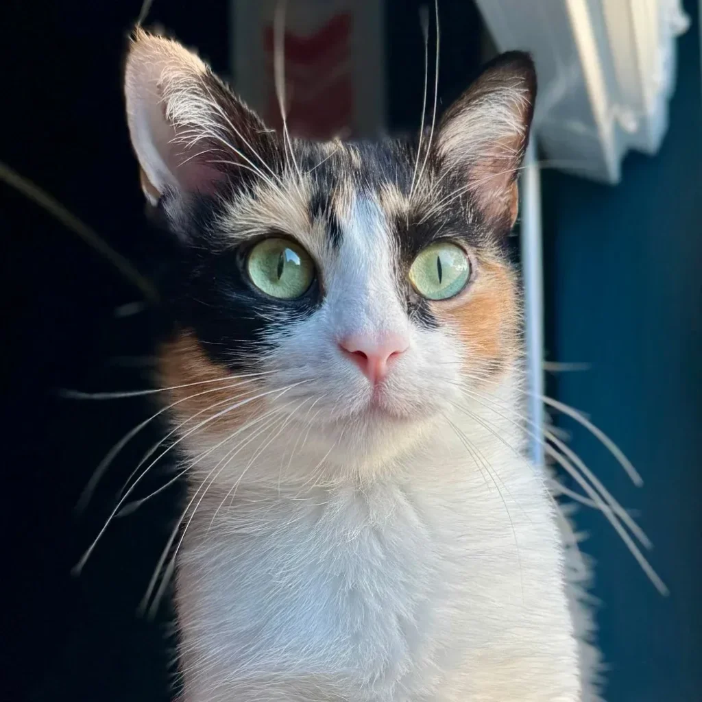 Close-up of a calico domestic shorthair cat with green eyes
