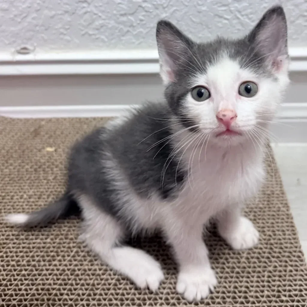 Gray and white domestic shorthair kitten sitting on a cardboard scratcher