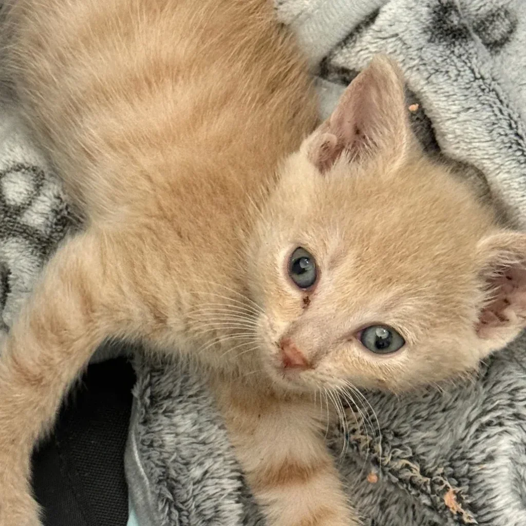 Cream tabby domestic shorthair kitten lying on a patterned blanket