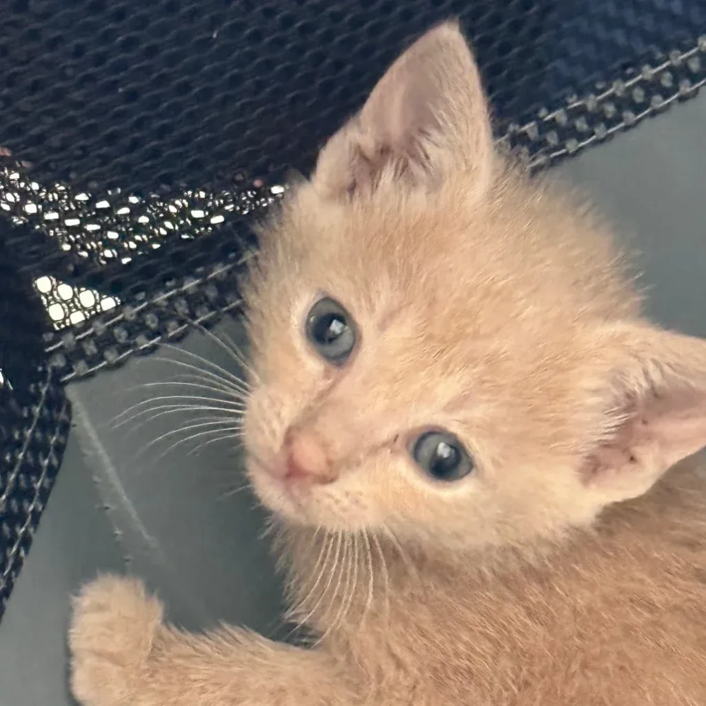 Small cream tabby domestic shorthair kitten looking up near a carrier