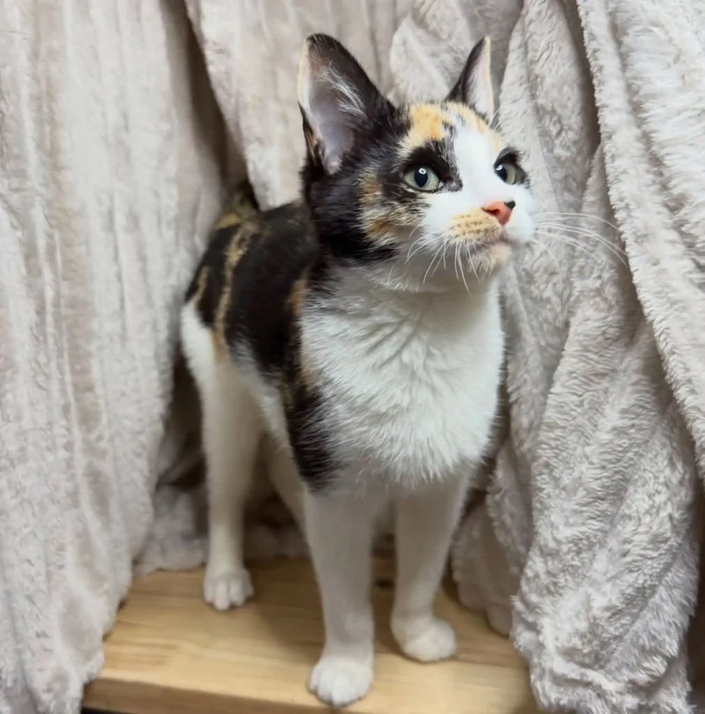 calico kitten standing on wooden surface between blankets looking alert