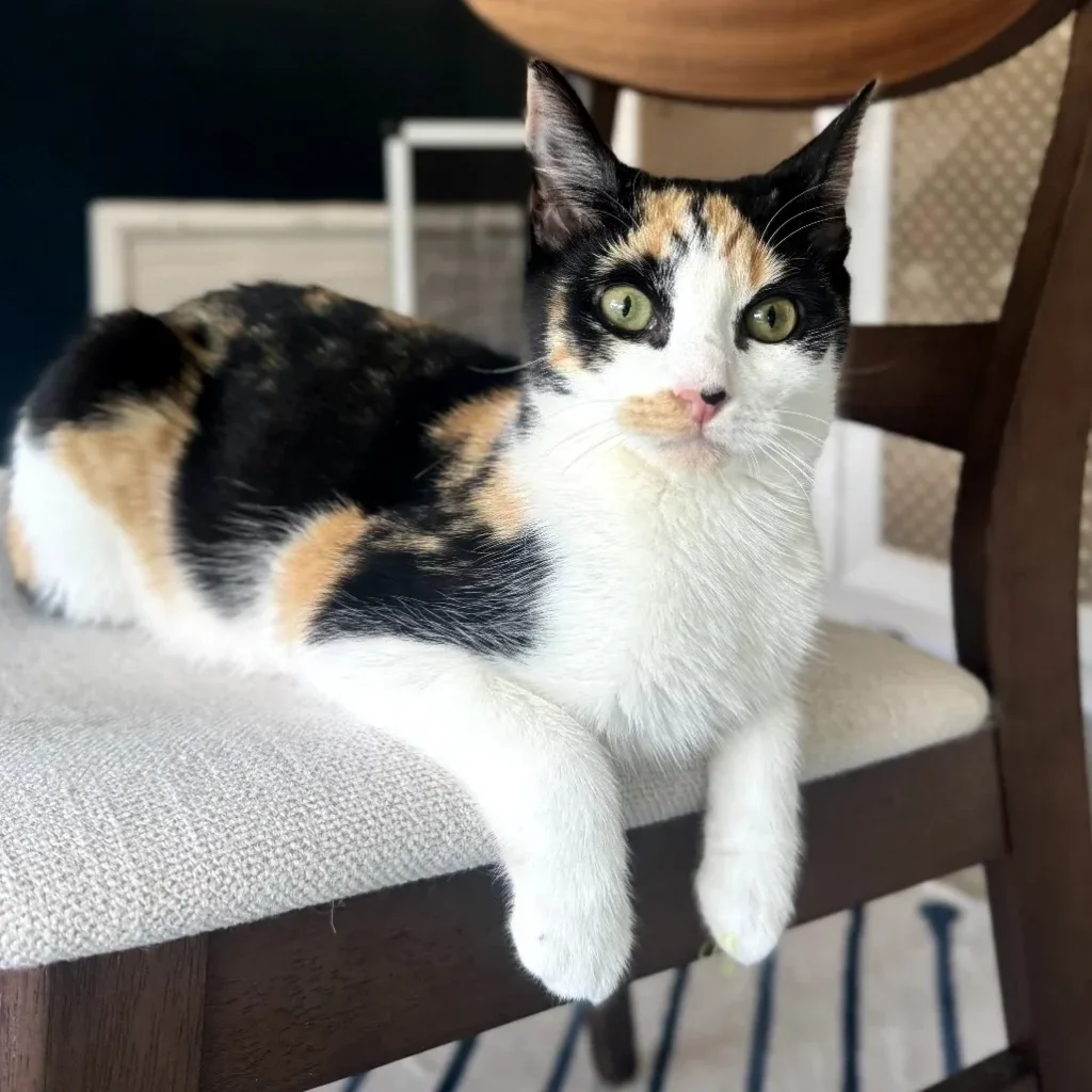 Calico domestic shorthair cat relaxing on a chair and looking at the camera