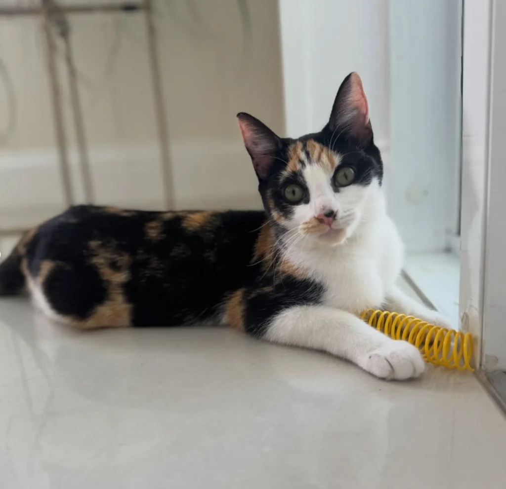 calico kitten lying by window playing with yellow spring toy looking curious