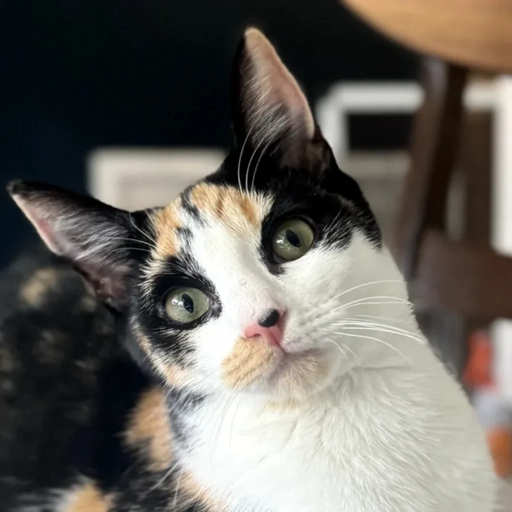 Close-up of a calico domestic shorthair cat with green eyes looking up at the camera
