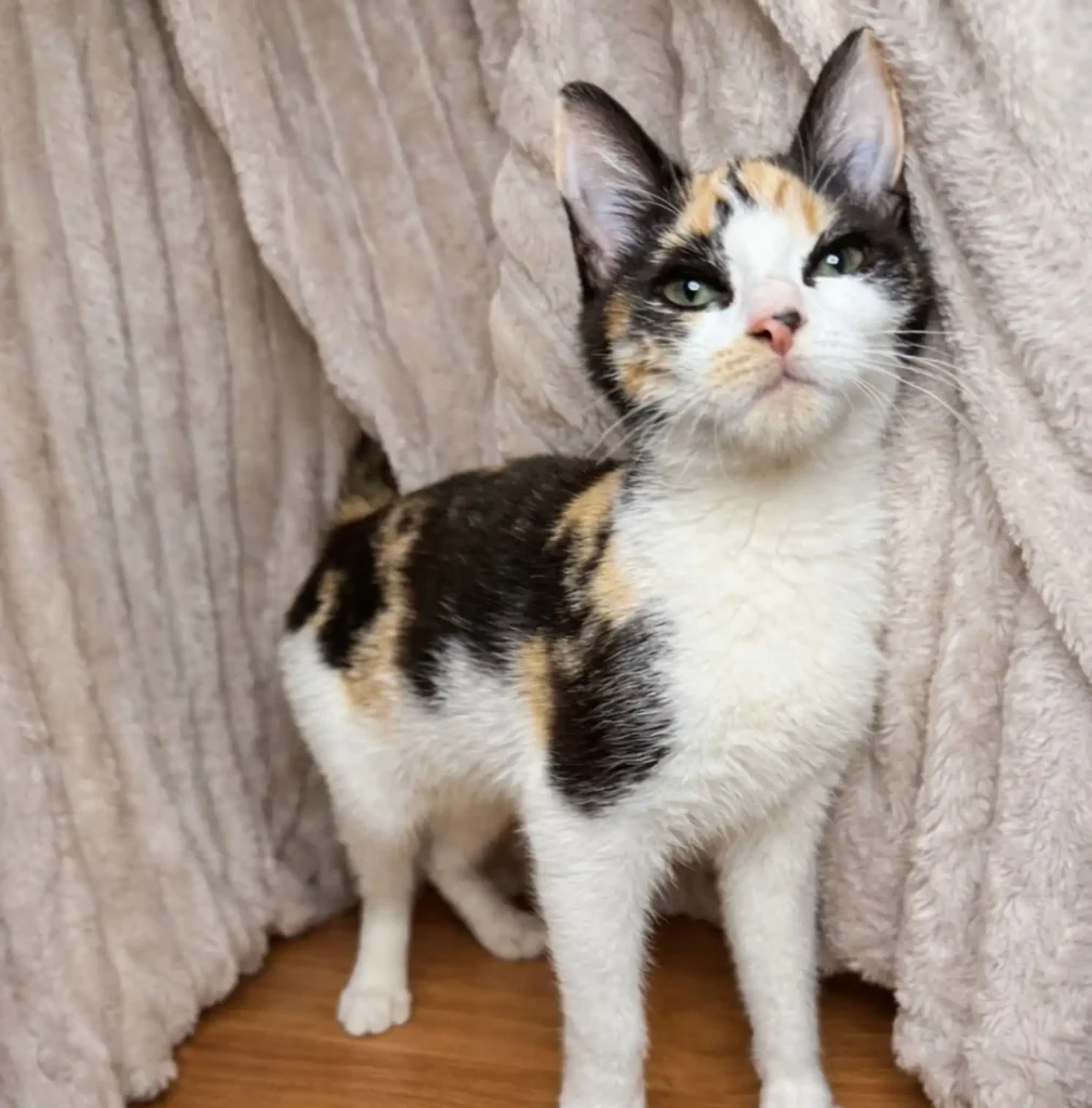 calico kitten standing between soft blankets looking up curiously in foster home
