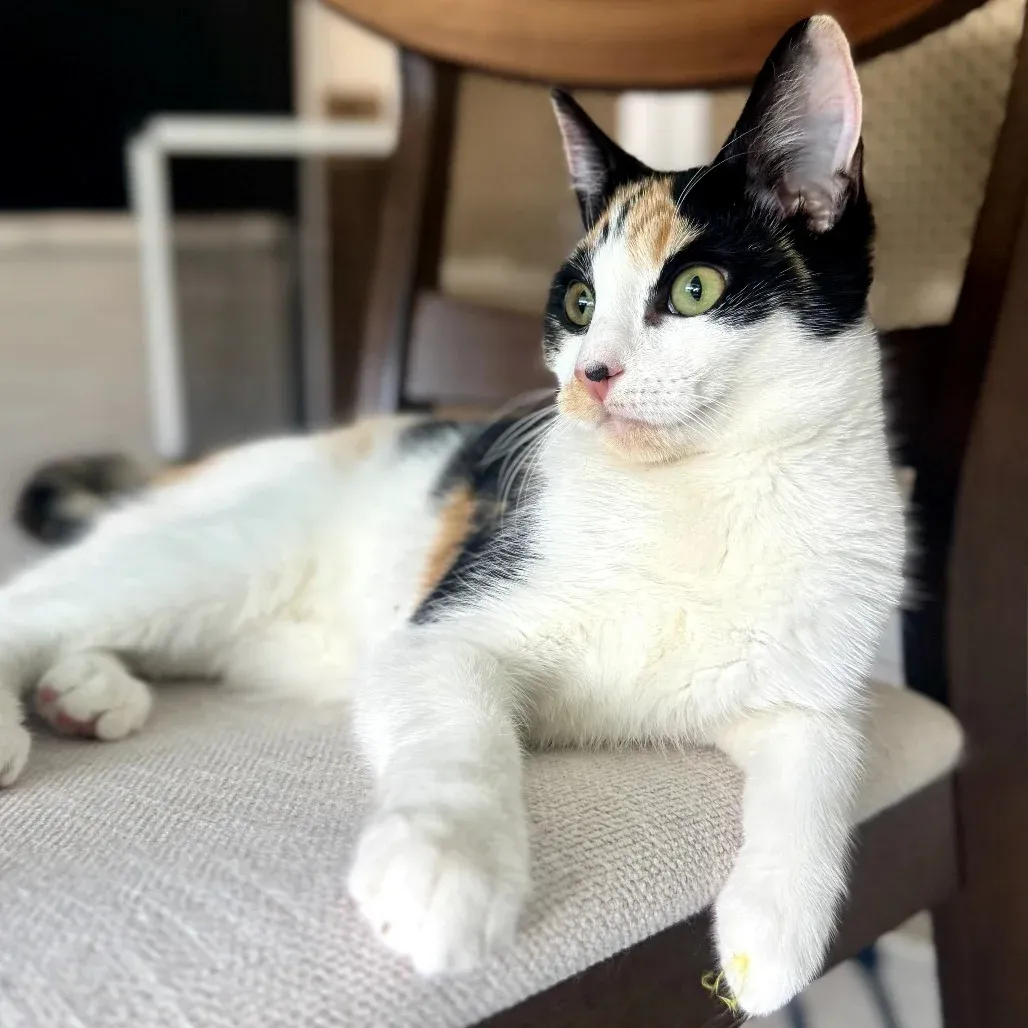 How Much Mental Stimulation Does an Indoor Cat Need?
