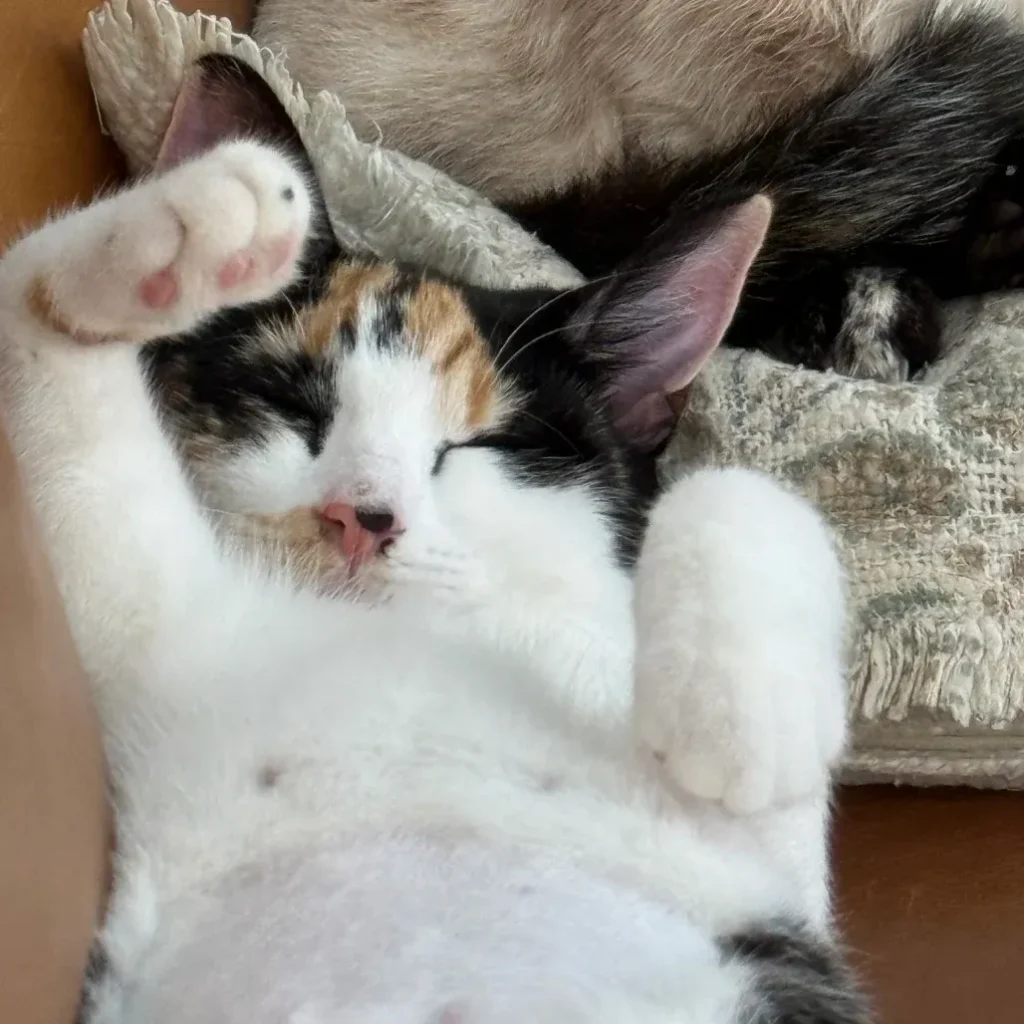 Calico domestic shorthair cat sleeping on her back with paws curled