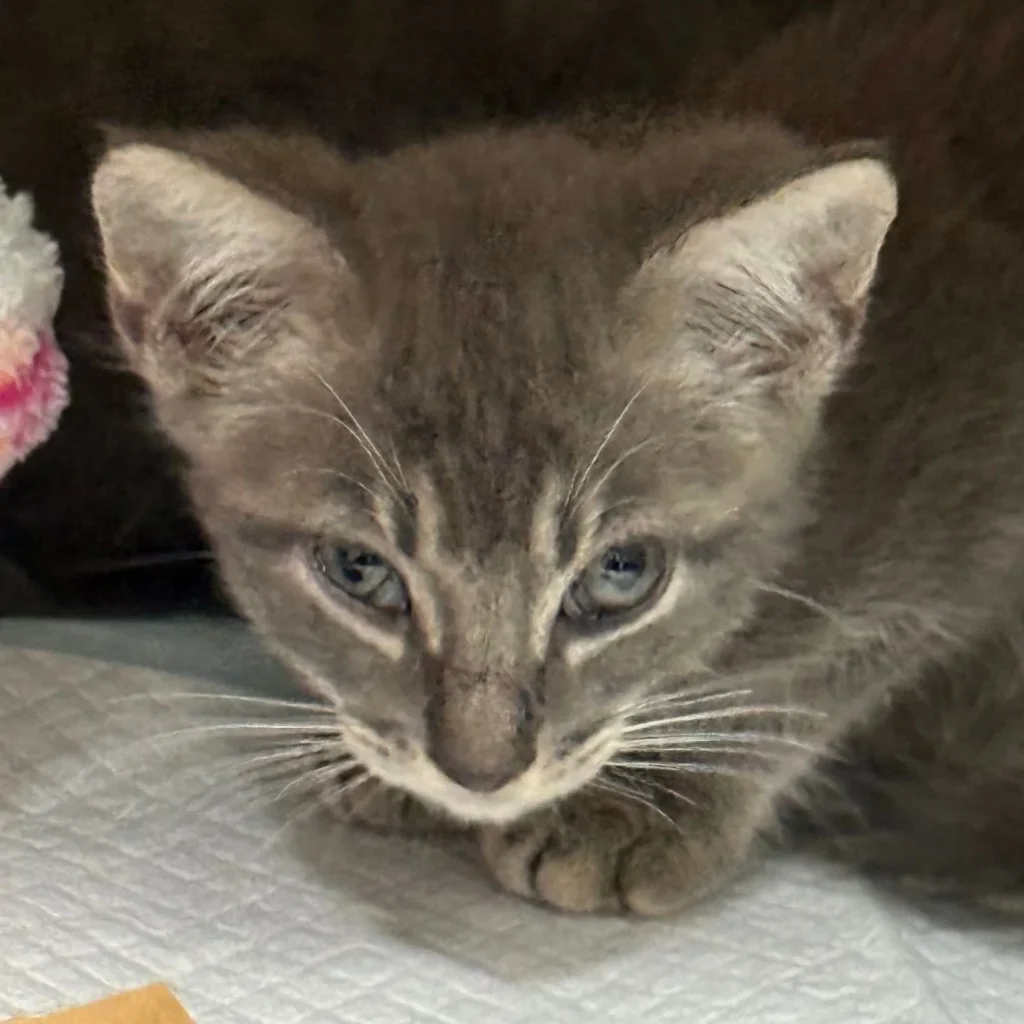 Gray tabby Domestic Shorthair kitten looking up while resting on a soft blanket, available through a foster-based cat rescue near Parkland