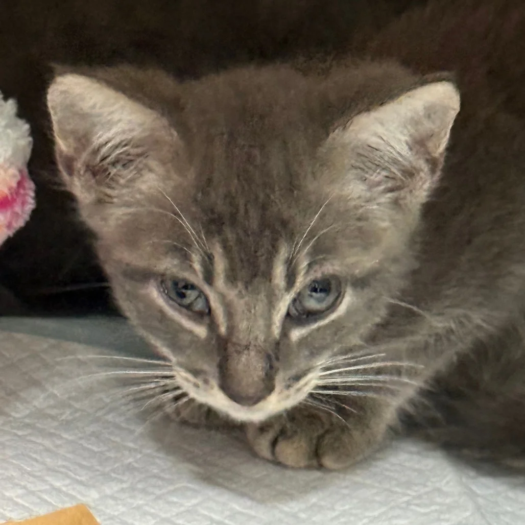 What Does a Compassionate Cat Foster Really Look Like?