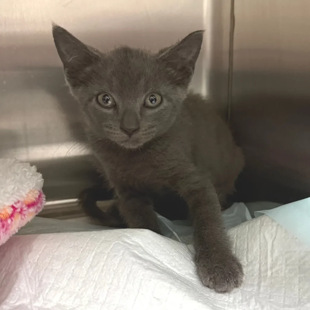 Gray Domestic Shorthair kitten standing on a blanket in a shelter space, looking alert and ready for foster or adoption near Coral Springs