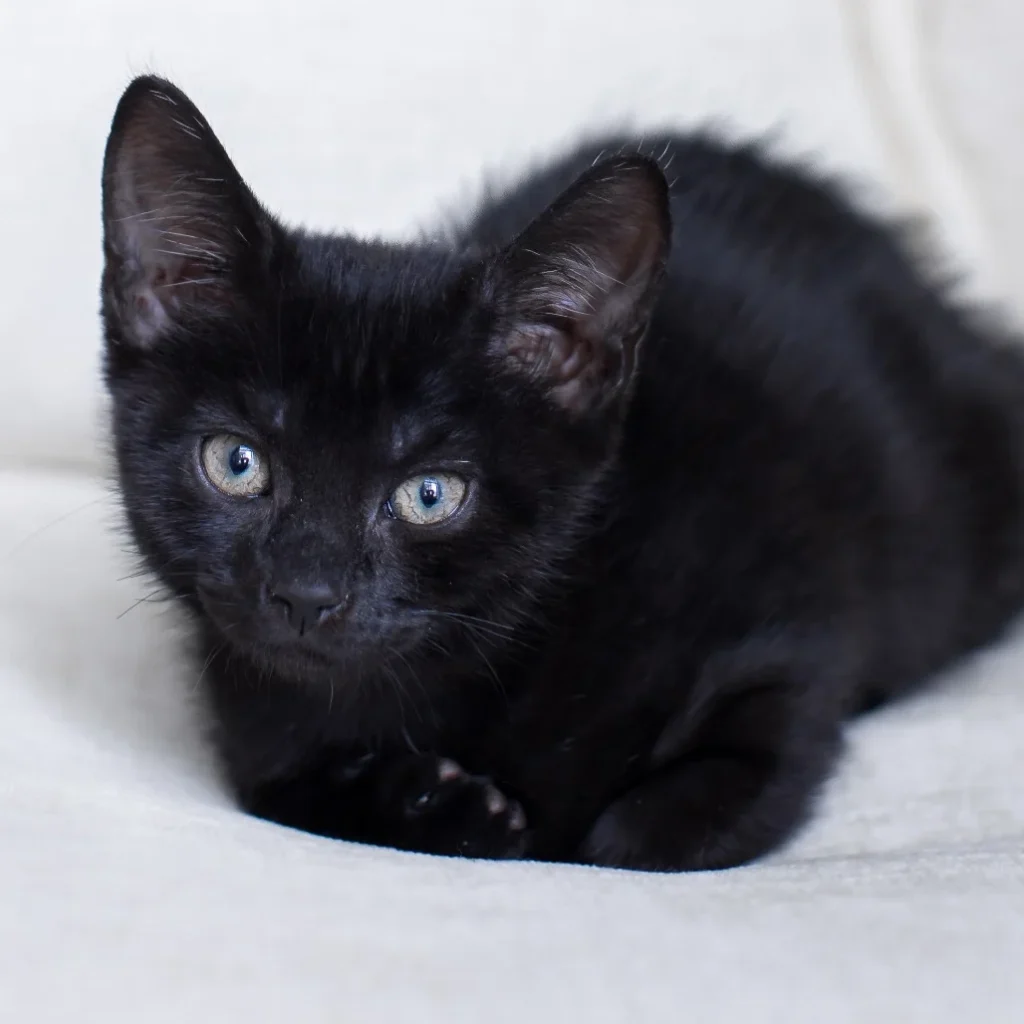 Black Domestic Shorthair kitten lying on a soft white blanket, looking directly at the camera with bright green eyes.
