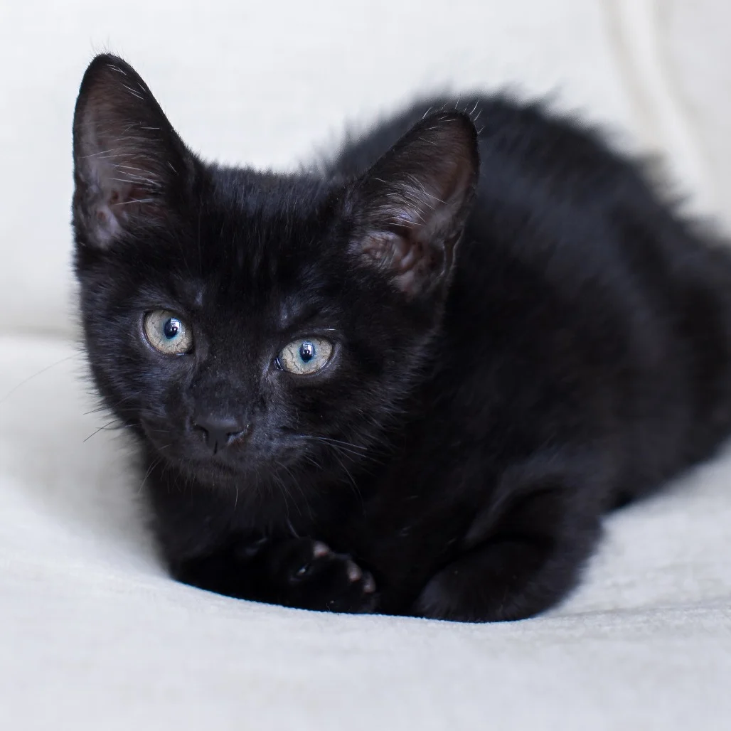 How Much Quiet Time Do Foster Cats Need?