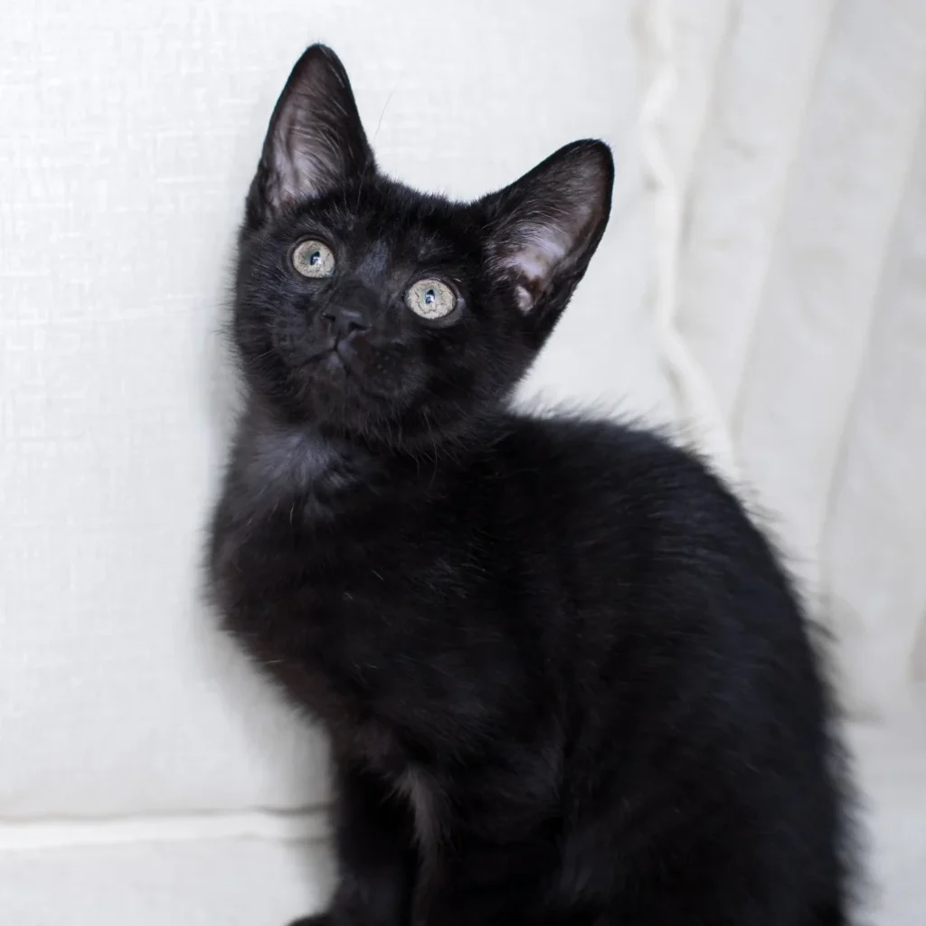 Black Domestic Shorthair kitten sitting upright on a white blanket and gazing upward with curious green eyes.
