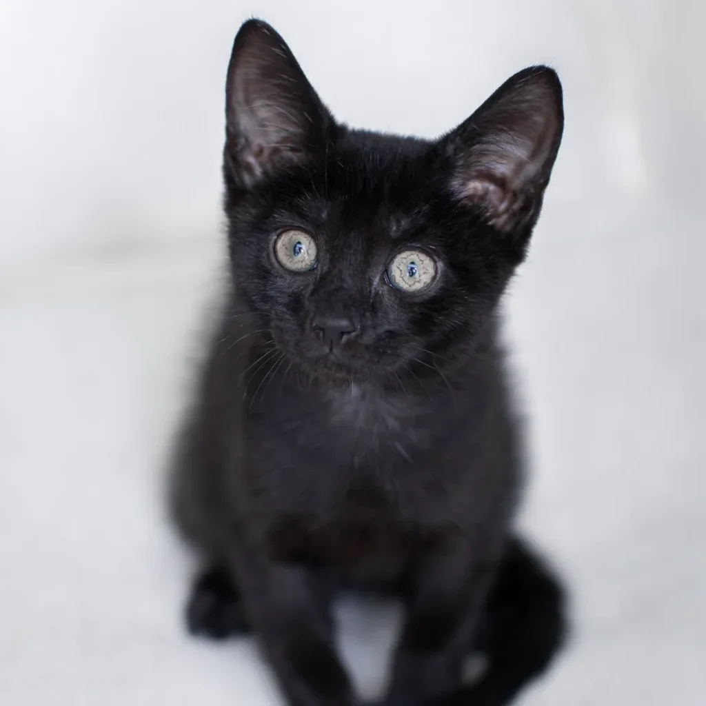 Young black Domestic Shorthair kitten sitting on a white blanket, facing the camera with large alert ears and bright green eyes.
