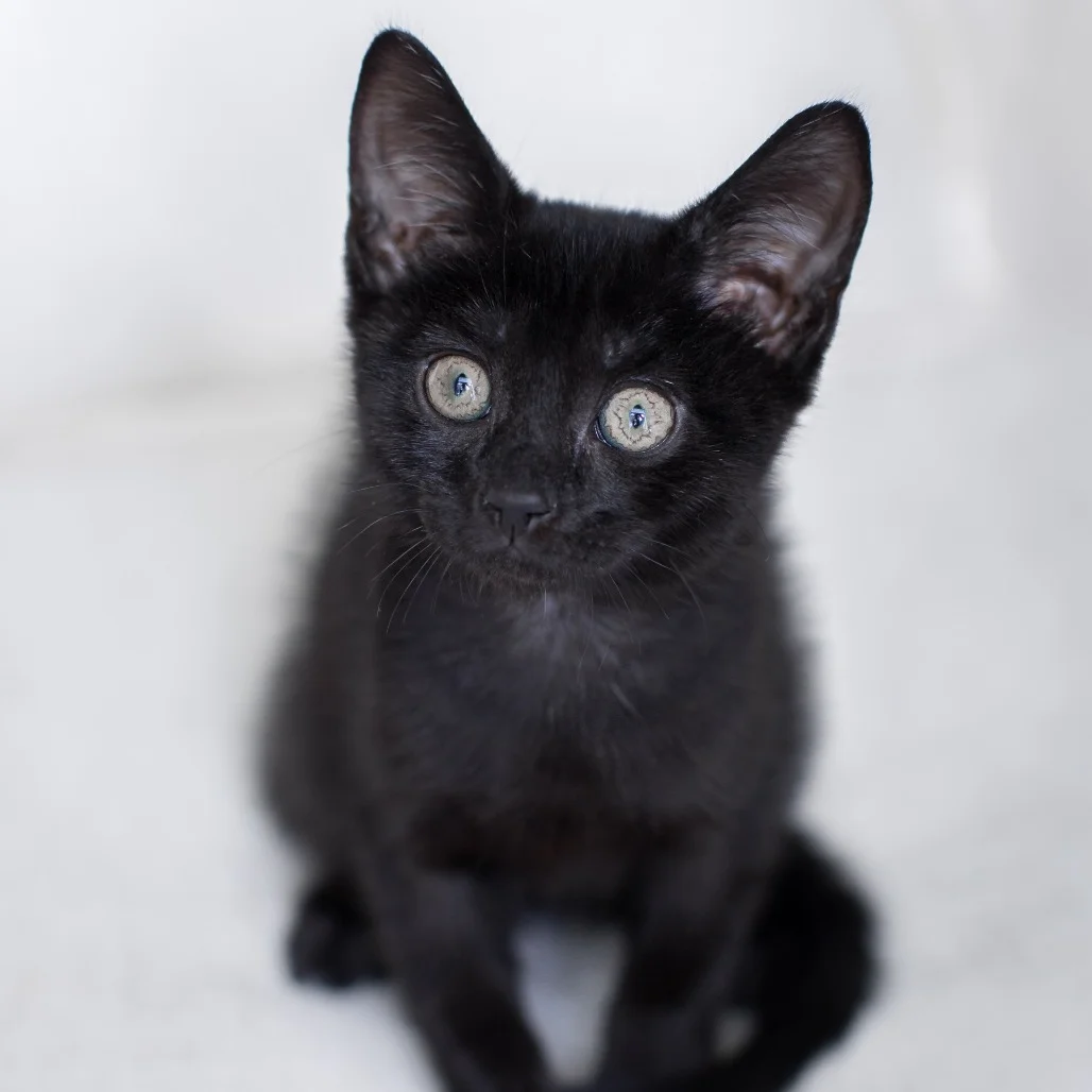How Do Cats Move Through the Rescue Process?