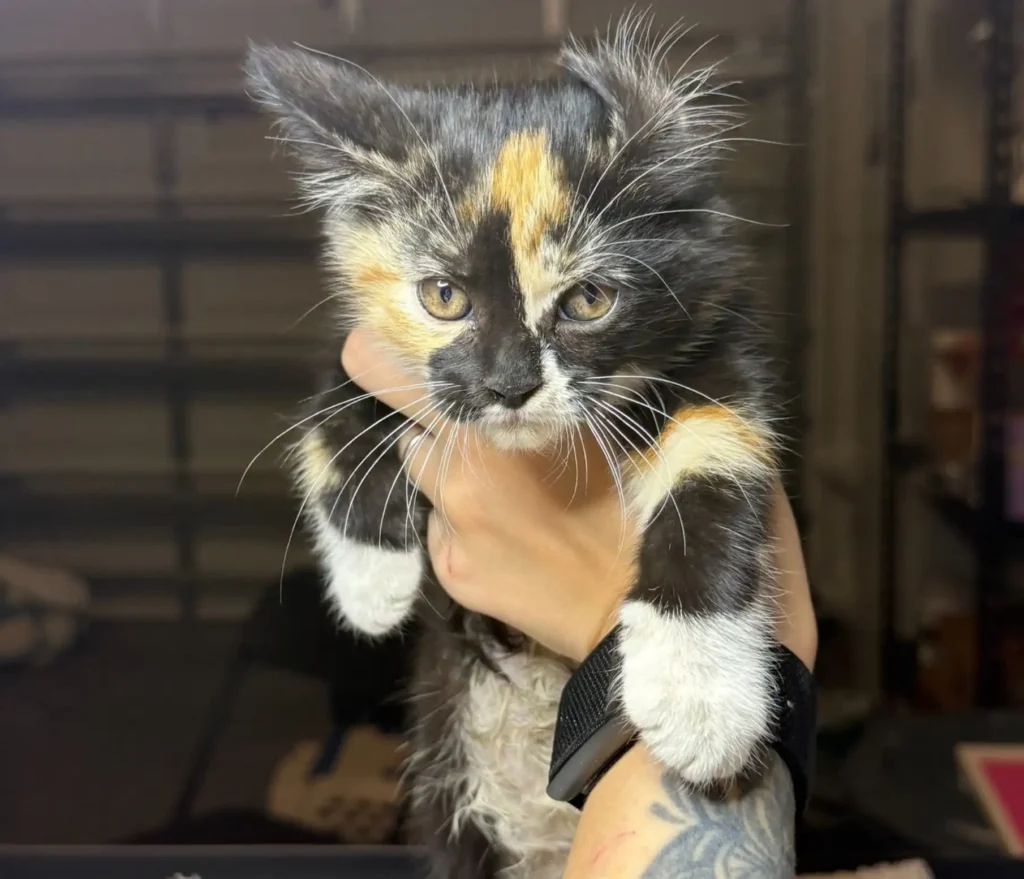 fluffy calico kitten being held gently showing unique markings
