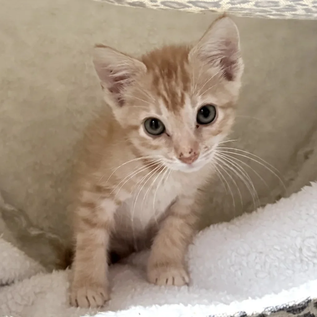 Orange tabby Domestic Shorthair kitten sitting on a soft blanket and looking at the camera, available for adoption near Heron Bay
