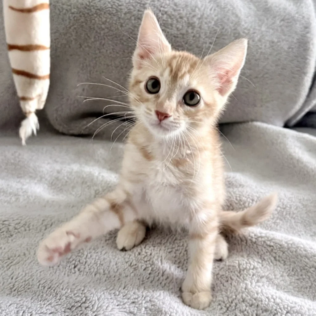 Cream and orange tabby Domestic Shorthair kitten reaching one paw forward while sitting on a soft gray blanket.
