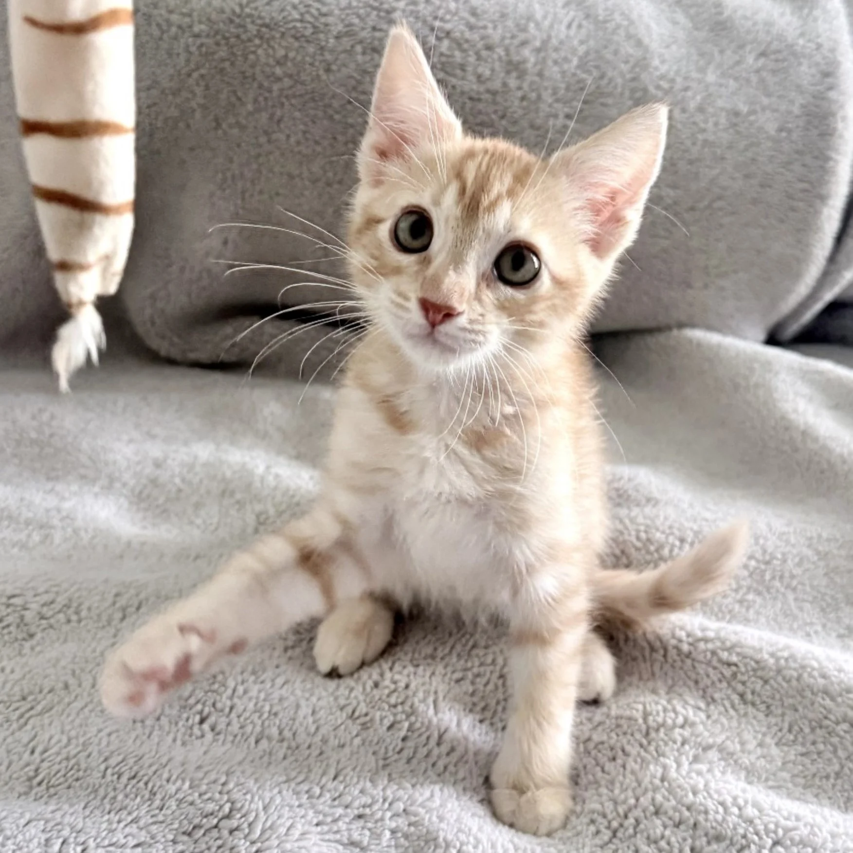 How Play Helps Rescue Kittens Become Better Family Pets