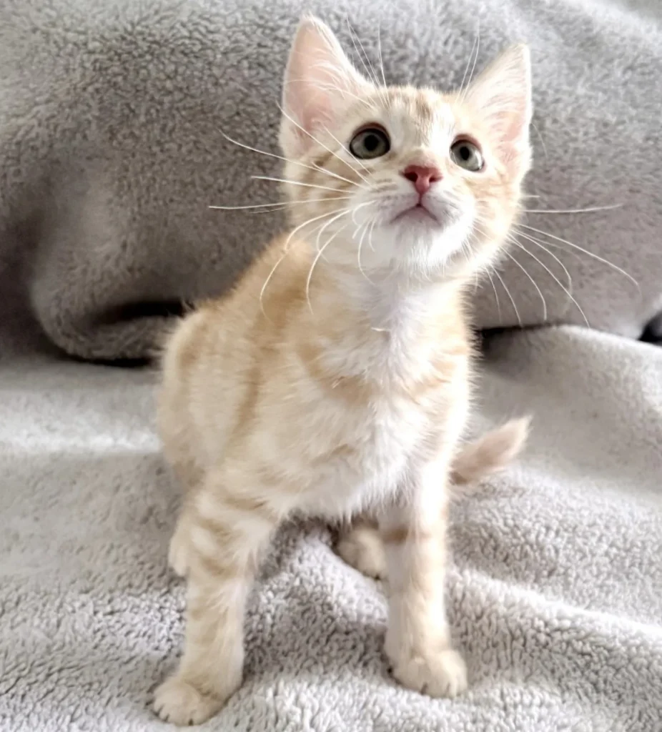 Cream and orange tabby Domestic Shorthair kitten standing on a gray blanket and looking upward with wide curious eyes.
