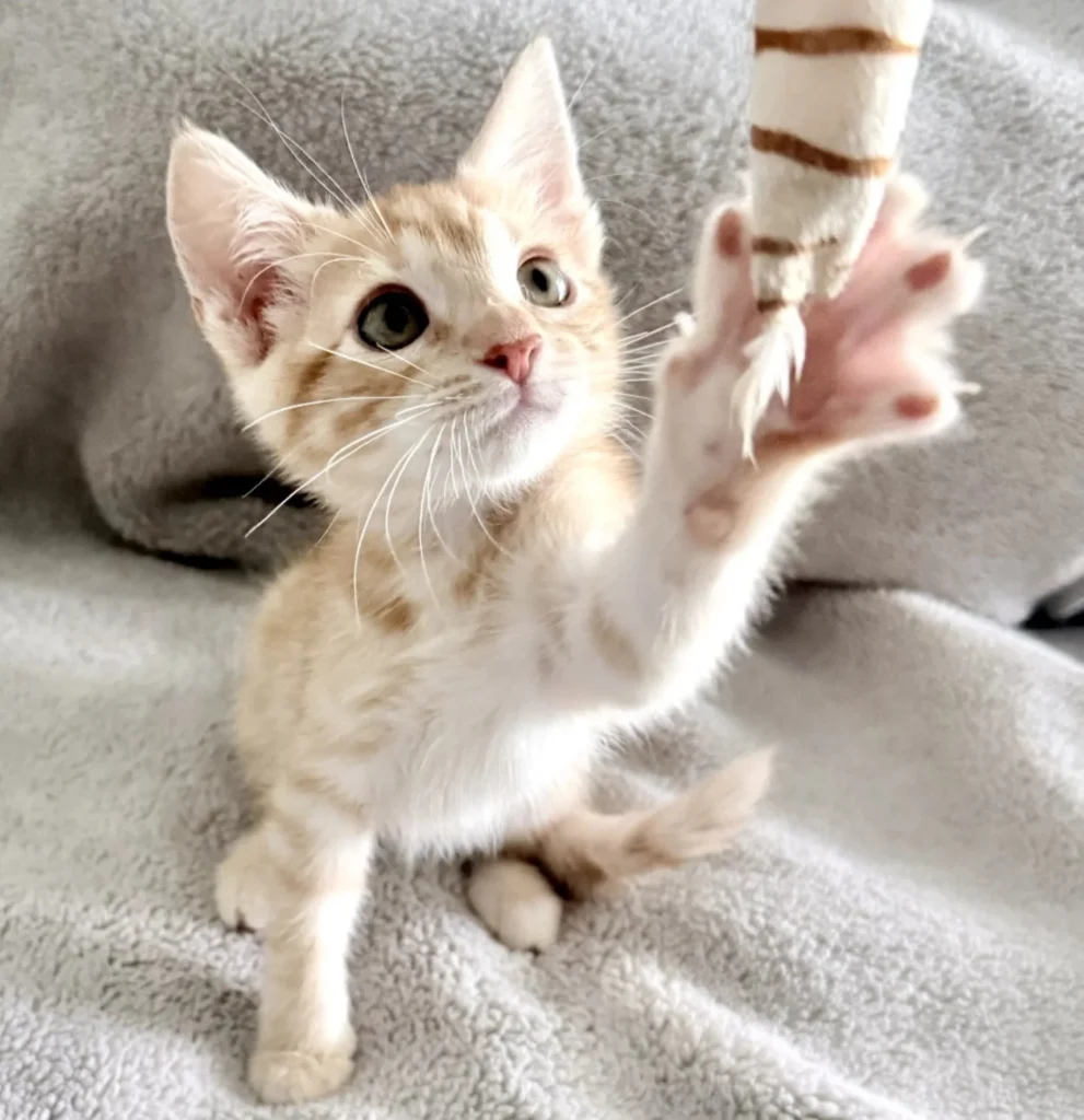 Cream and orange tabby Domestic Shorthair kitten reaching up to play with a dangling cat toy on a soft gray blanket.
