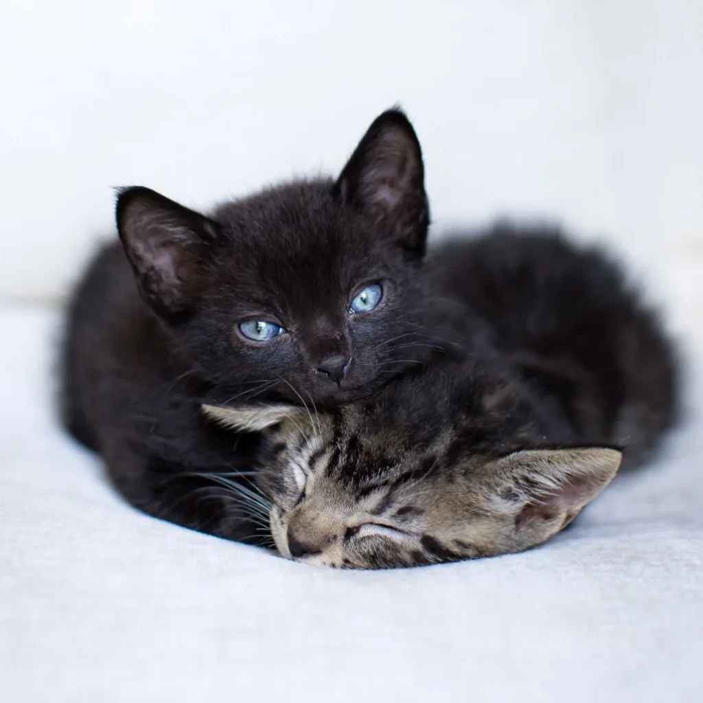 Black Domestic Shorthair kitten resting with another kitten on a white blanket, showing the need for cat rescue volunteers near West Boca Raton