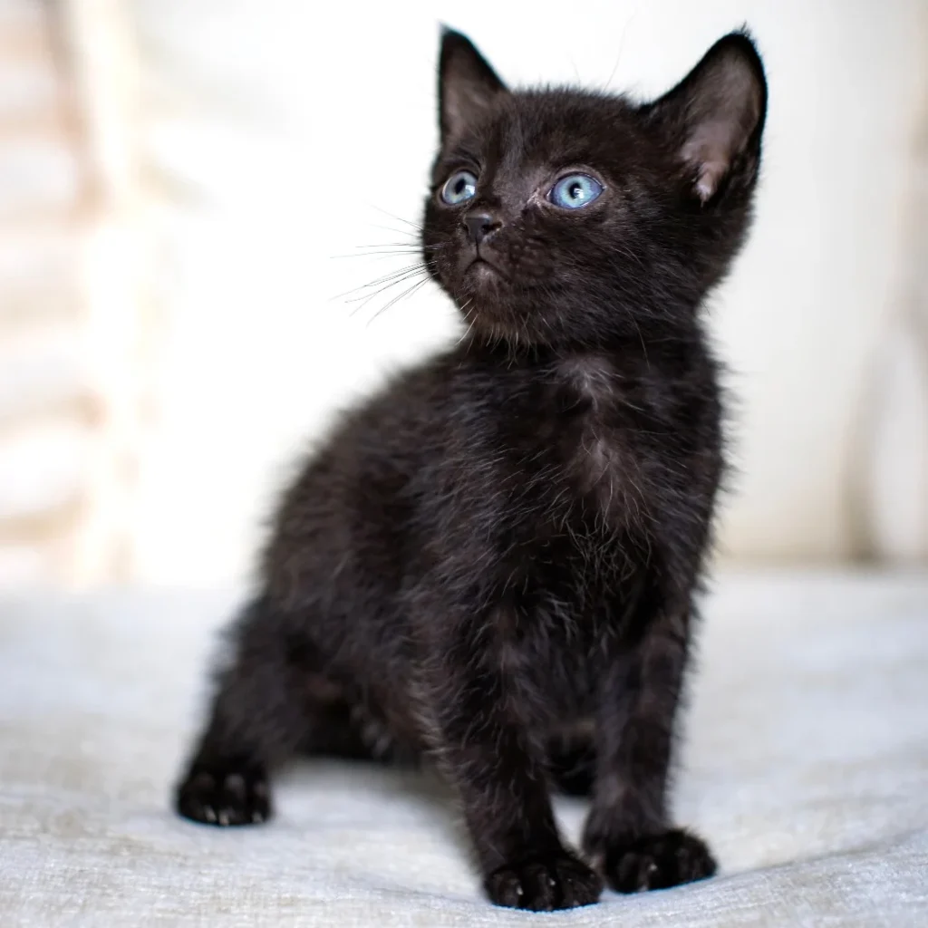 Black Domestic Shorthair kitten with blue eyes sitting upright on a light blanket, available for adoption near Coconut Creek